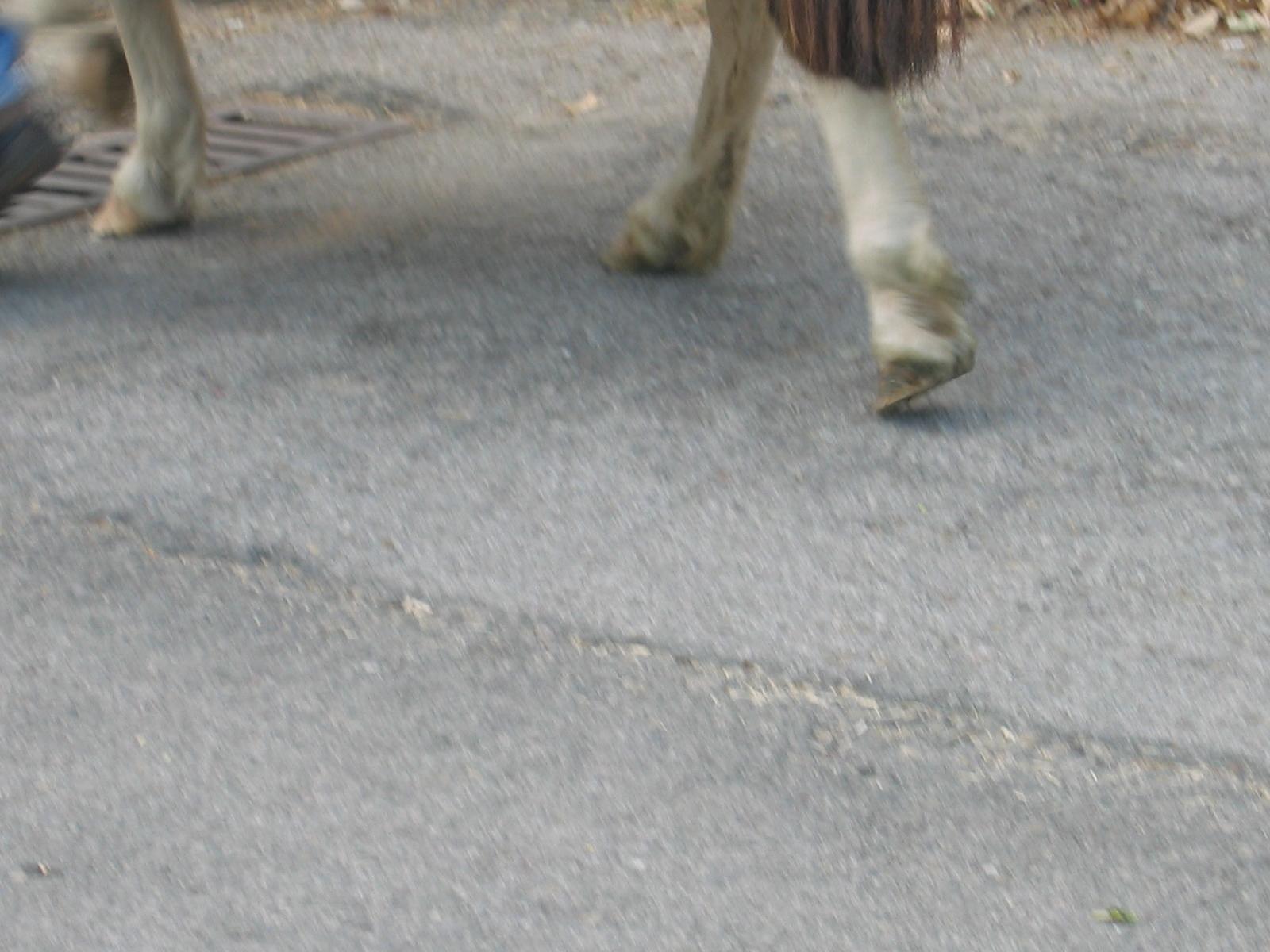 img16994wj-1.jpg