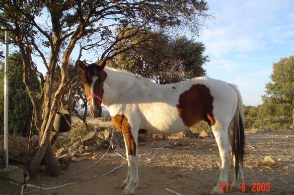 pecas6bq-1.jpg