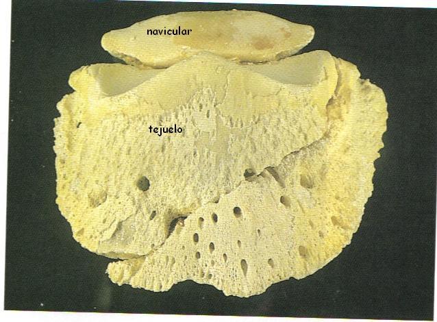 tejueloroto8ux-1.jpg
