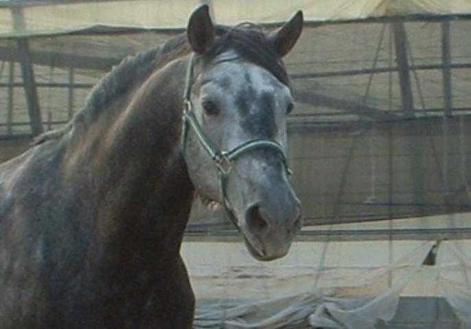 29bm-1.jpg