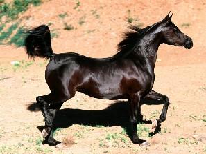caballoarabenegro4ix-1.jpg