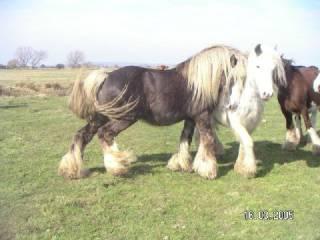 chocolate20palomino20stallion3-1.jpg