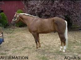 chocpalominoaffirmation8eq-1.jpg