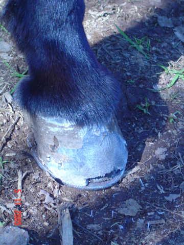 dsc000250xq-1.jpg