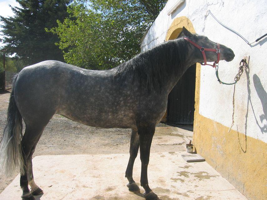 irisducha8mq-1.jpg