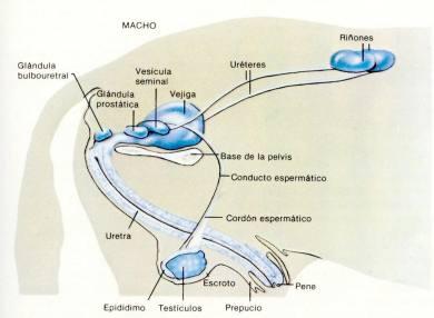 macho_urinario-1.jpg
