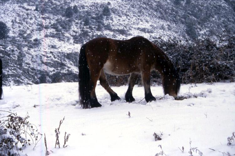 nieve5wp-1.jpg