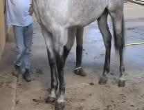 piescaballo00010kz-1.jpg