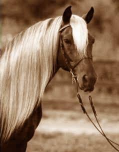 sepiahorse8bx-1.jpg