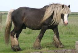 thechocolatepalominostallion4a-1.jpg