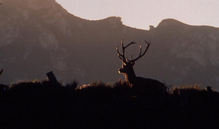 venado3hz-1.jpg