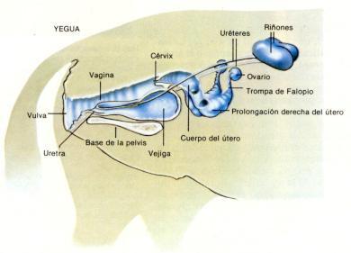 yegua_urinario-1.jpg