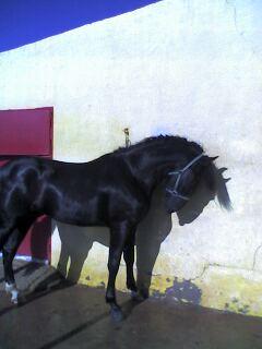 caballobonitobonito1hu-1.jpg