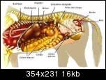 digestivo9kvth-1.jpg
