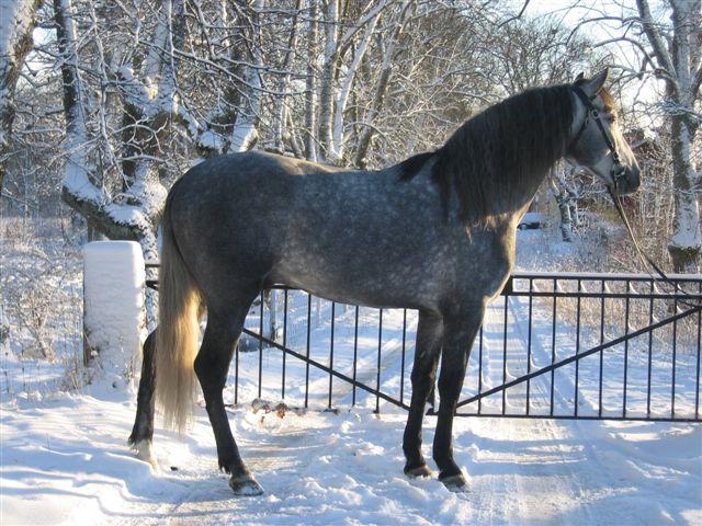 laureado20050018cy-1.jpg