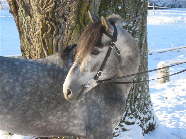 laureado20050138cv-1.jpg