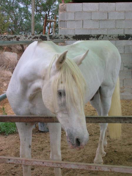 478x640tulio7ir-1.jpg