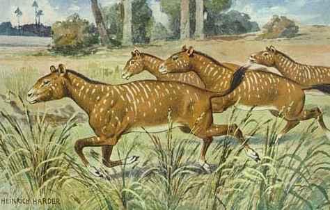 2mesohippus7wf-1.jpg