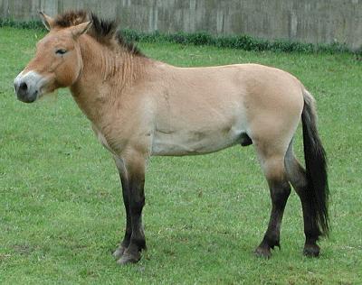 4equus6cxgif-1.jpg
