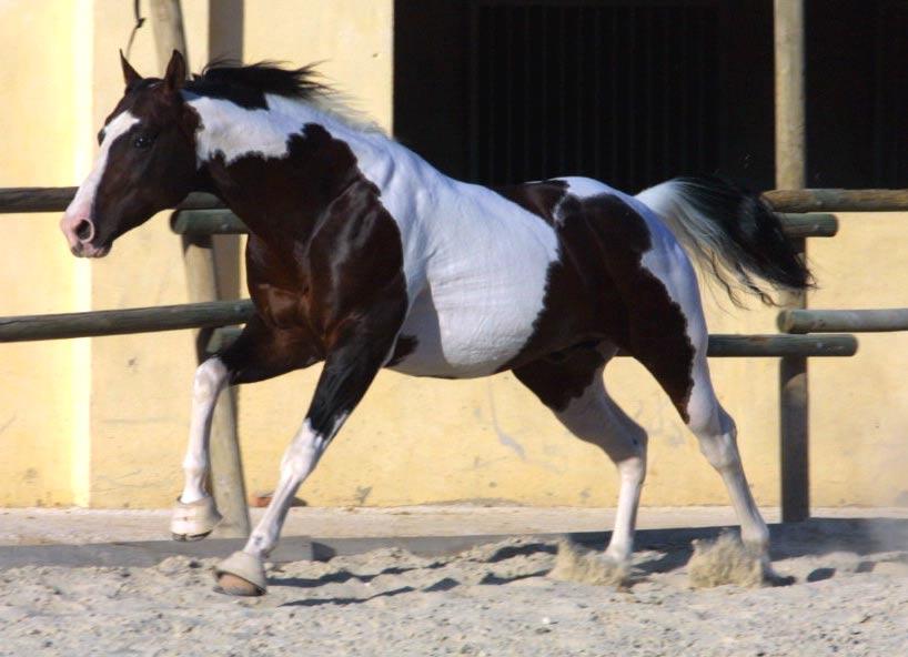 caballo1g-1.jpg