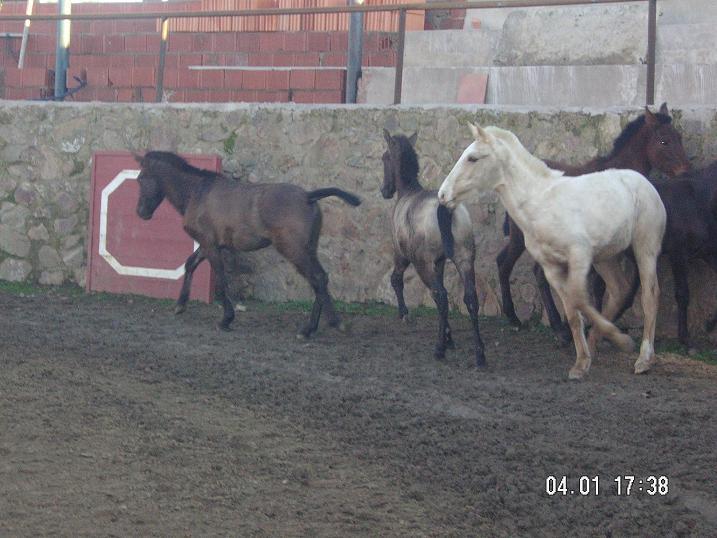 imagen0238kd-1.jpg