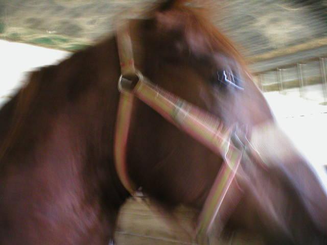 p10100013oc-1.jpg