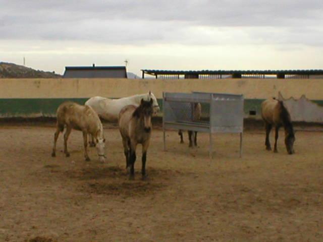 p10100014tj-1.jpg