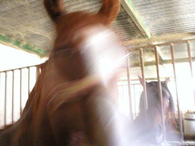 p10100023ml-1.jpg