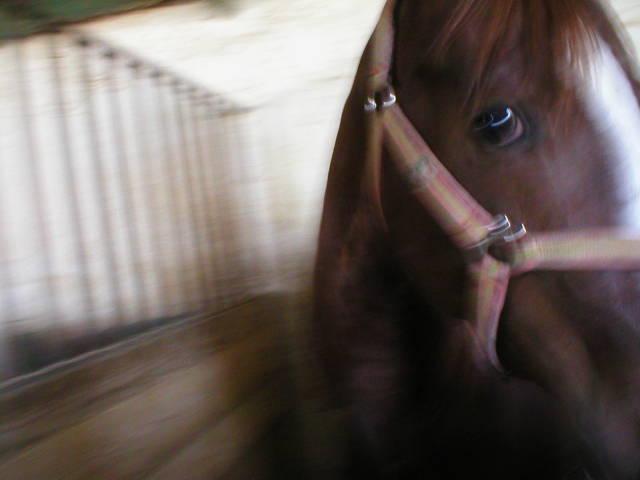 p10100068gd-1.jpg