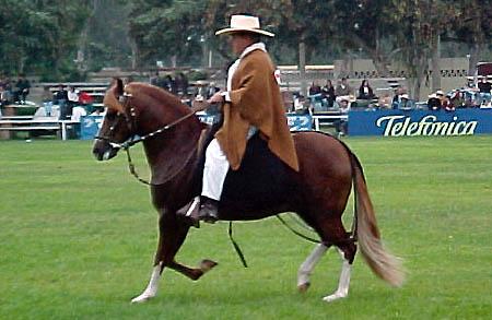 pasoperuano33ss-1.jpg