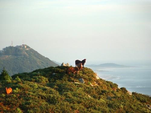 24caballos3med-1.jpg