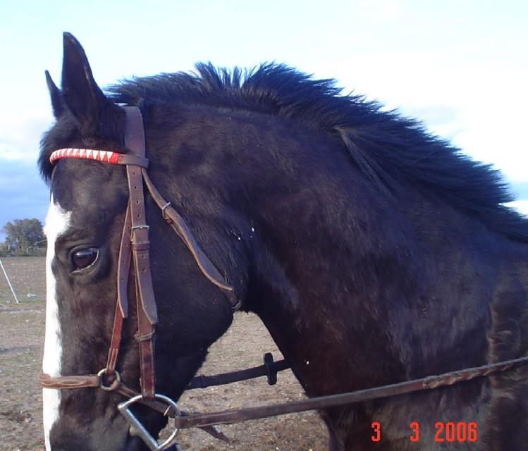ebano3320062yj-1.jpg