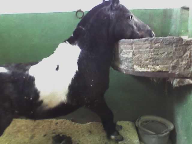 ponycomiendo4yi-1.jpg