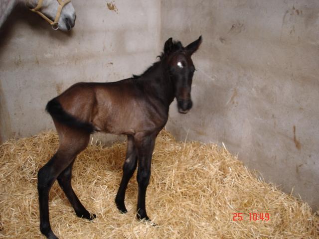 potrillo105mo-1.jpg