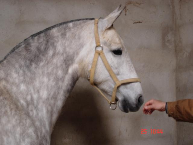 sali3dh-1.jpg