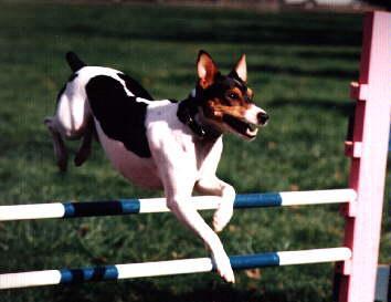 Tater2JackRusselTerrierDogCrossing_over_-1.jpg