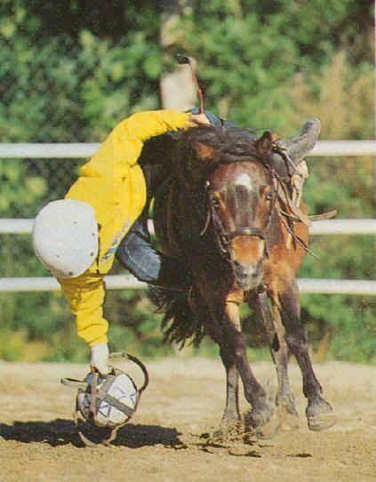 horseball_poni_500-1.jpg