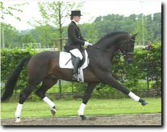 westdressage-1.jpg