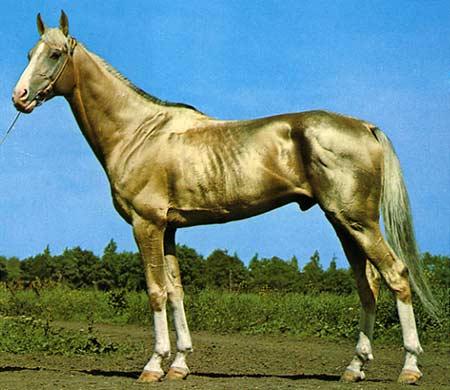 akhalteke13hh-1.jpg