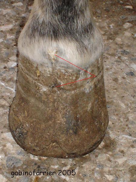 caballotordocasco3ed-1.jpg