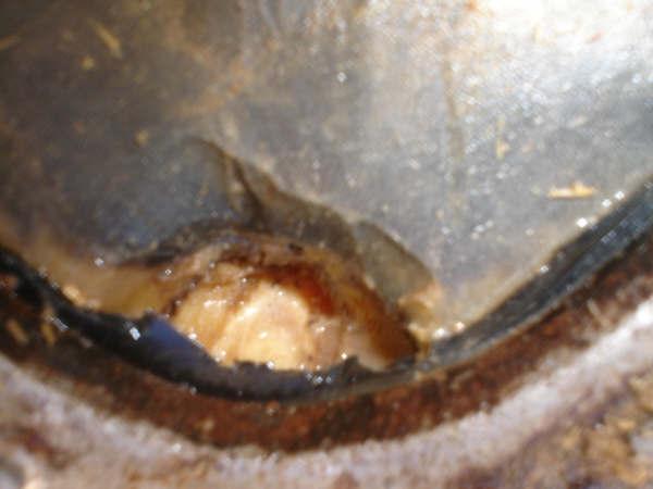cascocaballotordo0041ws-1.jpg