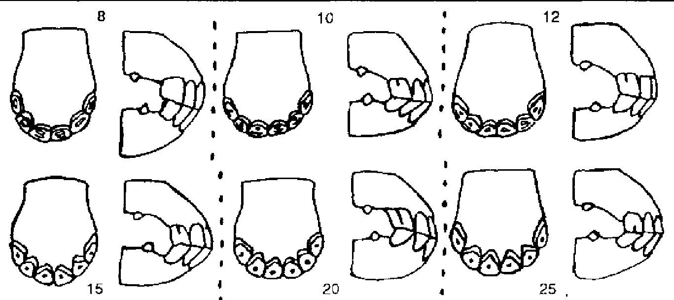 dientes24xtpng-1.jpg