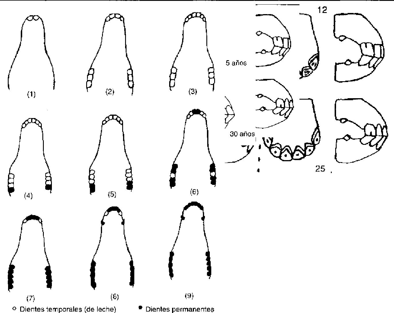 dientes40depng-1.jpg