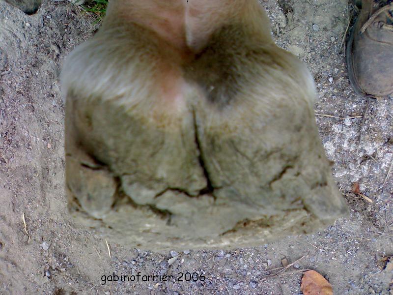 24082006006eb1-1.jpg