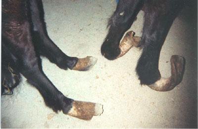 new_lucky_feet1-1.jpg