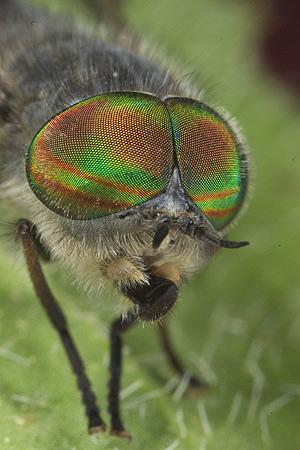 usr2086_gal4-1.jpg