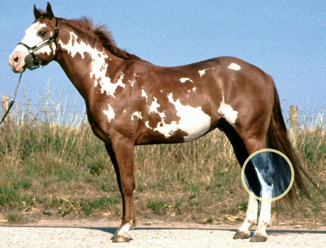 Hock-1.jpg