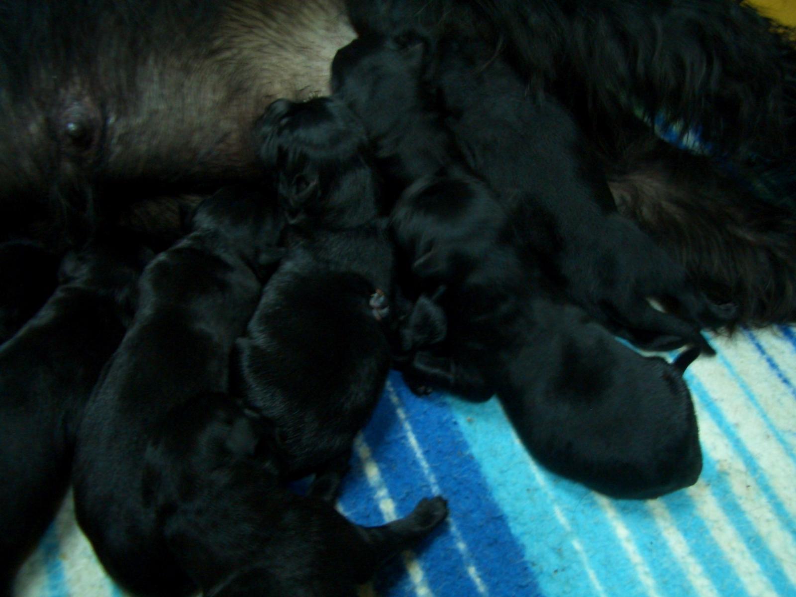 cachorrosls2-1.jpg