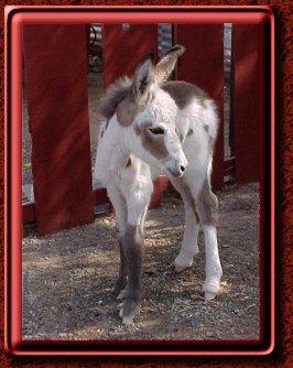 babyburrodj8-1.jpg