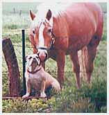 bulldogwithhorse2qi2-1.jpg